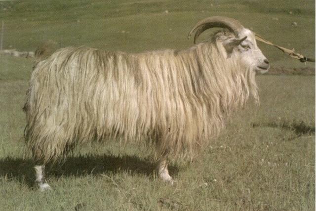 西藏山羊