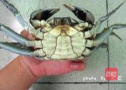 清蒸大闸蟹的做法图解4