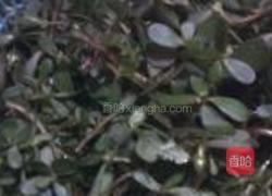 凉拌马齿苋的做法图解1