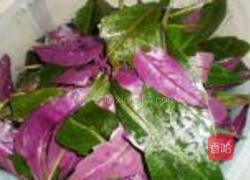 凉拌紫背天葵的做法图解1