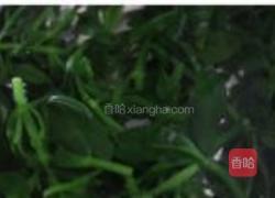 姜末穿心莲的做法图解2