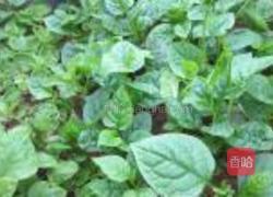 小炒爽滑腾菜的做法图解1