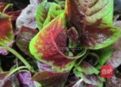 蒸苋菜的做法图解1