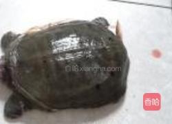 红烧甲鱼的做法图解1