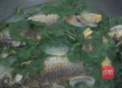 鲫鱼花蛤枸杞叶汤的做法图解9