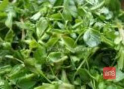 蒜炝苜蓿的做法图解1