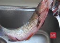 麻辣折耳根鱼的做法图解1