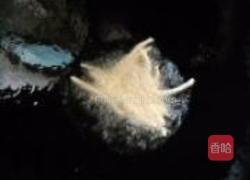 拉面拌皮蛋的做法图解8