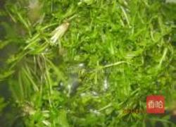 荠菜肉鸡蛋饼的做法图解1