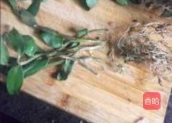 石斛猪骨汤的做法图解2