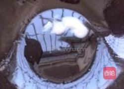 蒜蓉油麦菜的做法图解3