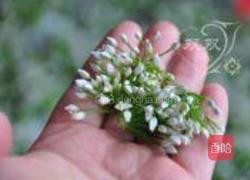 韭花酱的做法图解2