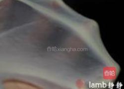 奶香辫子面包的做法图解2