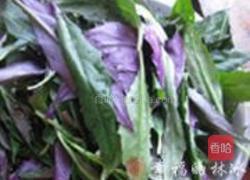 素炒紫背天葵的做法图解1