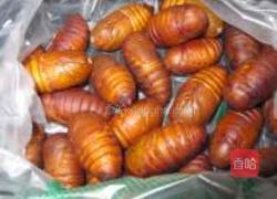 油炸蚕蛹的做法图解1