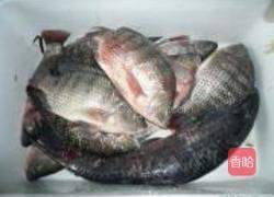 红烧罗非鱼的做法图解1