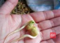 自发黄豆芽的做法图解12