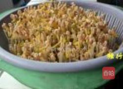 自发绿豆芽的做法图解9