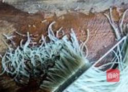 葫芦馅素菜包子的做法图解6