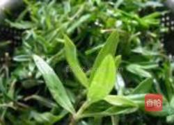 水煎山苜楂猪肉包的做法图解1