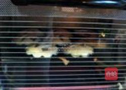 尔士提子蛋糕挞的做法图解18