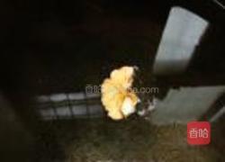 挂霜核桃的做法图解4