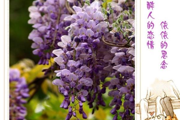 蒸紫藤花