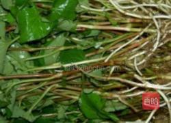 鱼腥草的做法图解2