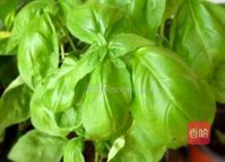 圣女果沙拉的做法图解11