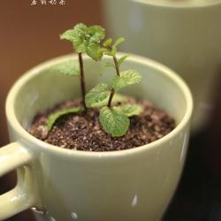 盆栽奶茶的做法[图]