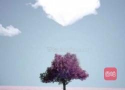 蒜茸生菜的做法图解2