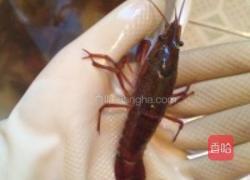 油焖大虾的做法图解1