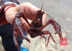 原汁原味白煮鲜活小龙虾的做法图解1