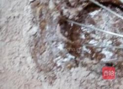 可可奶油草莓蛋糕卷】的做法的做法图解3