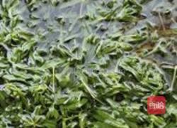 山蚂蚱菜包子的做法图解1