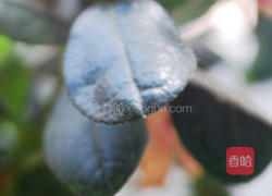 木耳菜蛋花汤的做法图解3