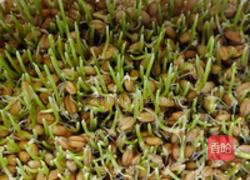 小麦草杨桃汁的做法图解3