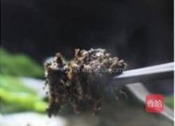 橄菜四季豆炒年糕的做法图解6