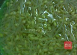 豆芽粉丝的做法图解2