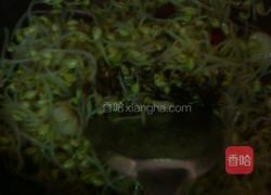 豆芽粉丝的做法图解5