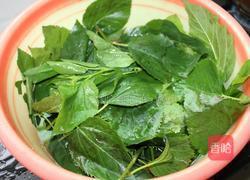 桑叶排骨汤的做法图解4