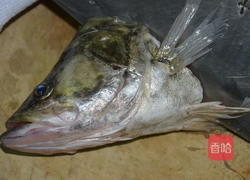 松鼠鳜鱼的做法图解1