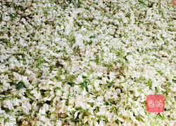 槐花包子的做法图解1