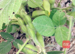 卤毛豆的做法图解12