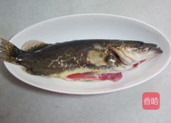 红烧野鳜鱼的做法图解1