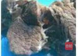 灯影牛肉丝的做法图解2