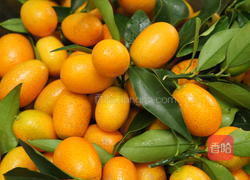 金枣果酱的做法图解2