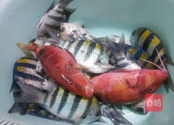 原味香煎鲷鱼的做法图解1