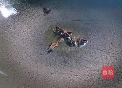 绍酒炖肉的做法图解4