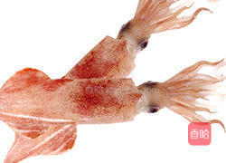 芹菜炒乌贼的做法图解2